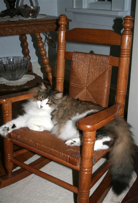 long-tailed cat in rocking chairs